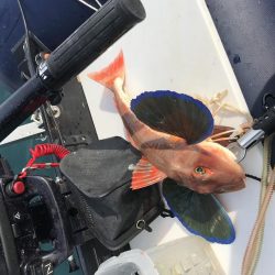 バラエティ豊か